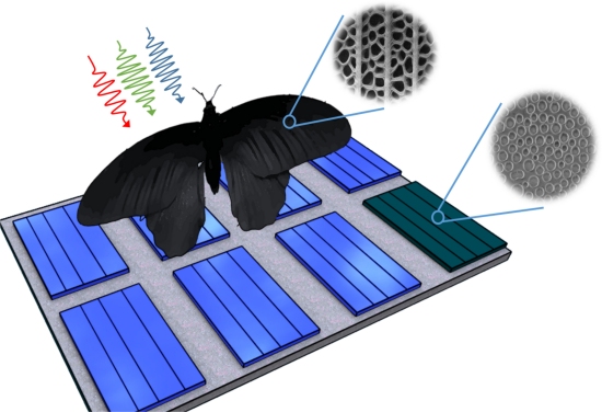 010115180102 celula solar asa borboleta